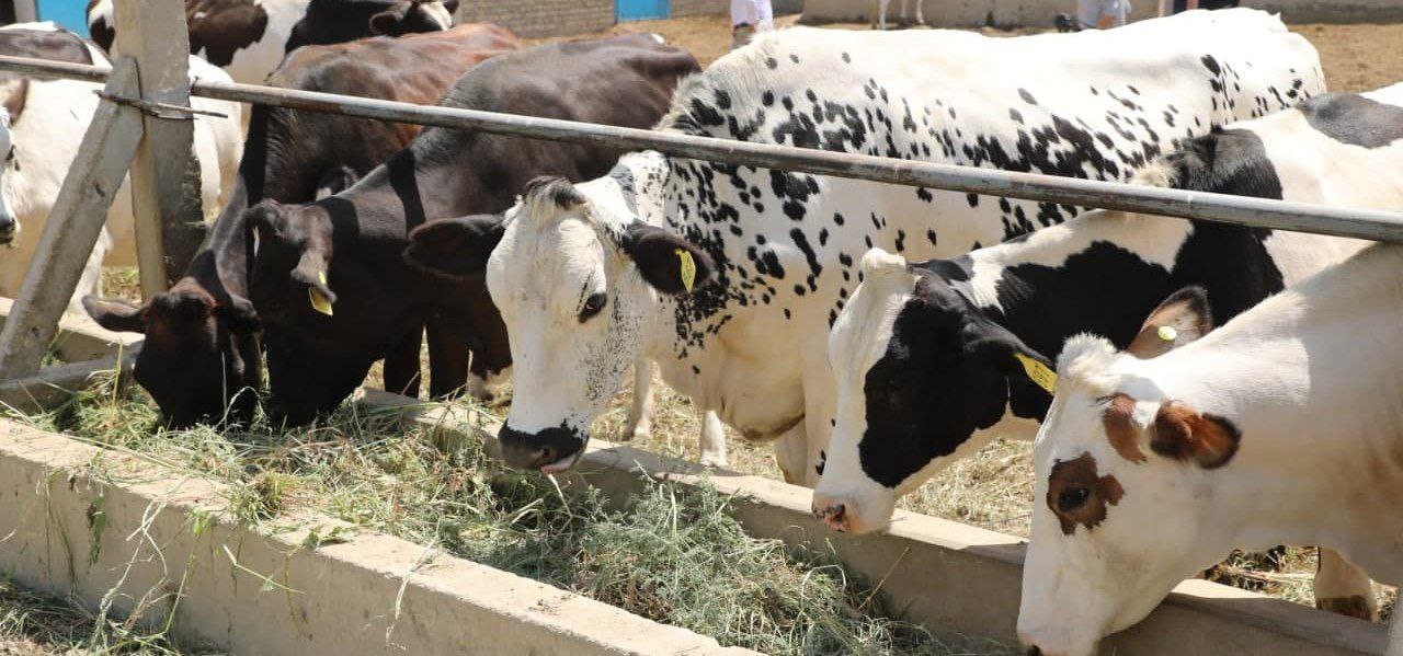 حدود چهار میلیون رأس گاو  در افغانستان در سال ۲۰۲۳ واکسین شده است