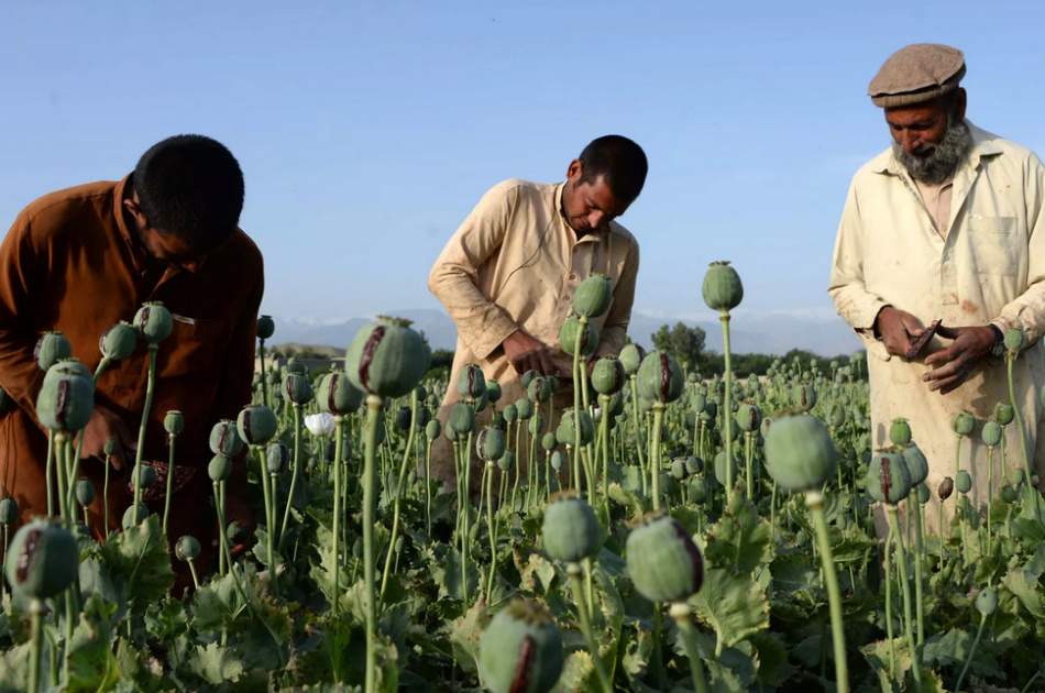 سازمان ملل معیشت جایگزین کشت خشخاش را در افغانستان حیاتی خواند