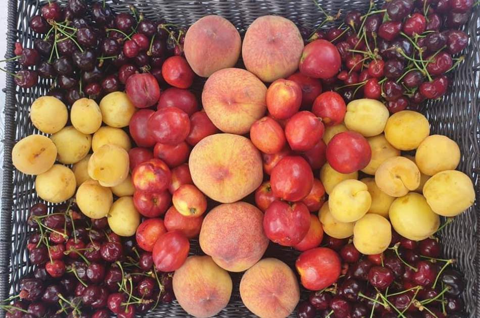 اتحادیه میوه فروشان: صادرات میوه تازه 40 درصد افزایش یافته است
