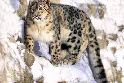 A snow leopard attack on a livestock shelter in Badakhshan