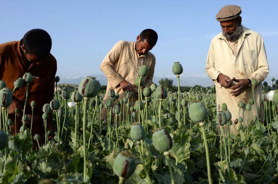 Unprecedented high price of opium and its derivatives in Iran after the prohibition of drug cultivation in Afghanistan