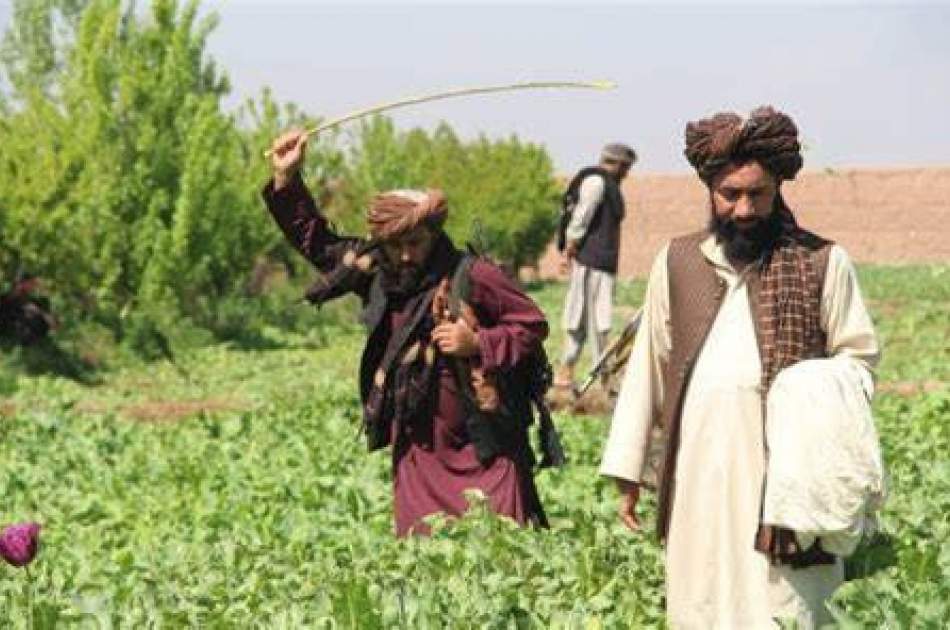 هسپانوي چارواکي: که افغانستان کوکنار ونه کري، په اروپا کې به زرګونه کسان مړه شي