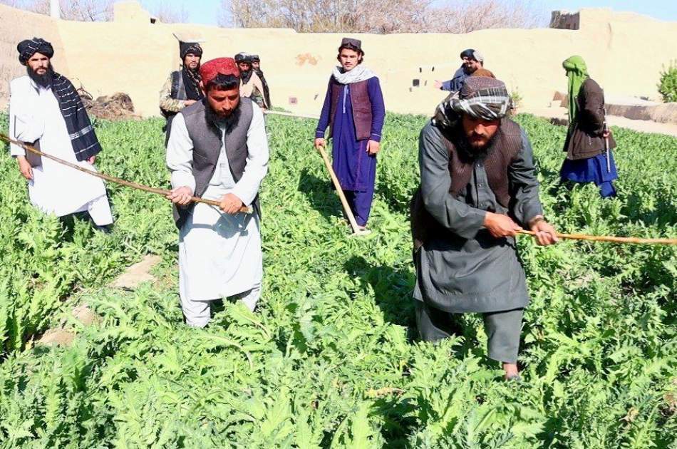 The beginning of the campaign to destroy poppy and marijuana fields in Balkh province