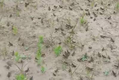 هجوم ملخ‌ ها به مزارع در سه ولسوالی ولایت هرات