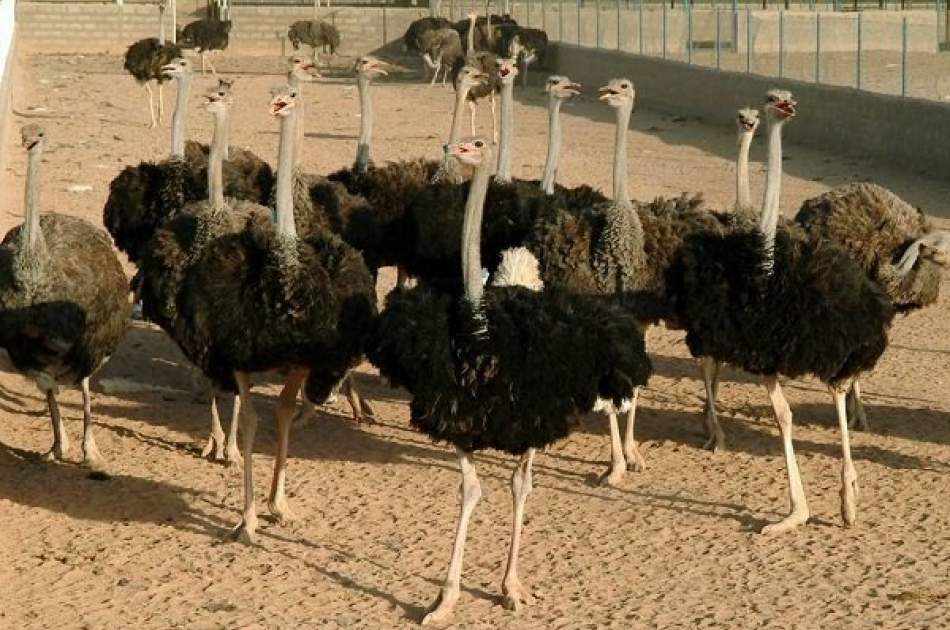 صادرات جوجه شتر مرغ از ایران به افغانستان