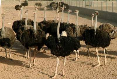 صادرات جوجه شتر مرغ از ایران به افغانستان