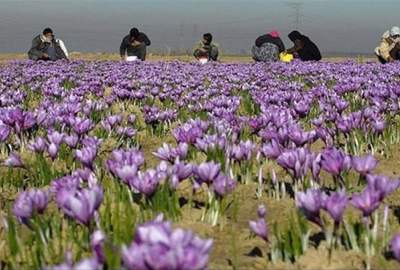 سال گذشته 330 کیلوگرام زعفران به ارزش 455 هزار دالر از هرات به خارج کشور صادر شده است