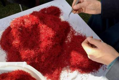 Afghan saffron won first place for the ninth time with the best taste and quality