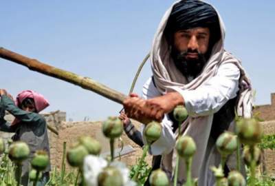 سازمان ملل از کاهش ۹۵ درصدی کشت موادمخدر در افغانستان خبر داد