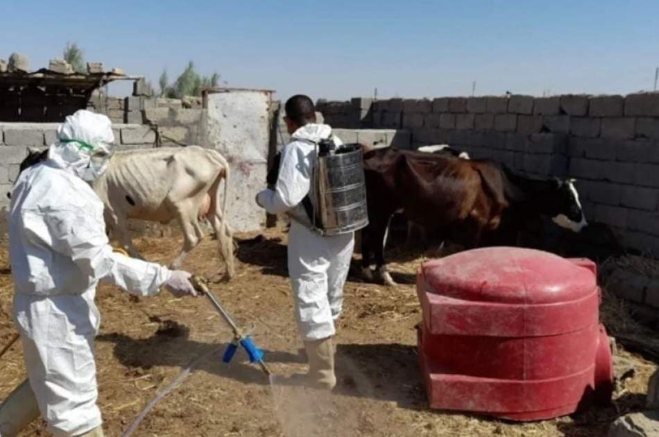 نگرانی سازمان ملل از افزایش بیماری تب کنگو در افغانستان