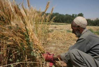پیش‌بینی افزایش 13 درصدی حاصلات گندم در کشور در سال جاری