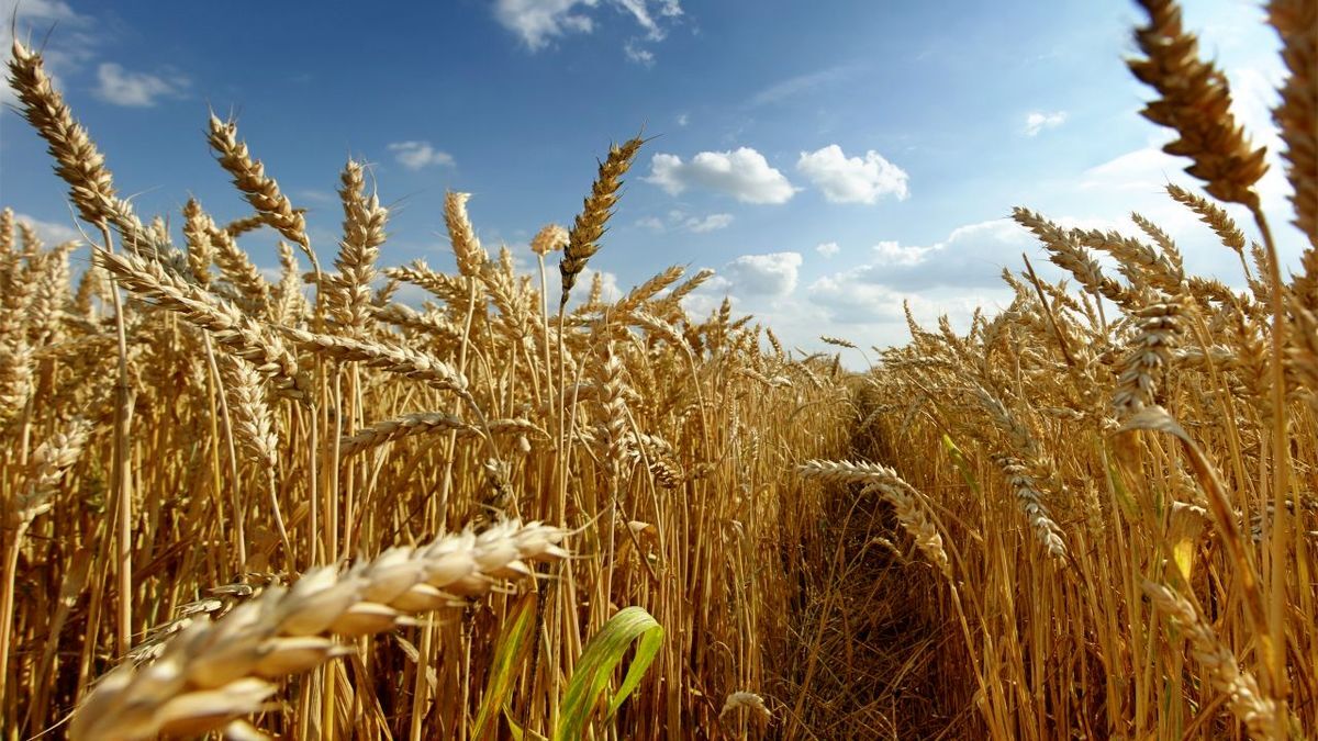 افزایش 13 درصدی حاصلات  گندم نسبت به سال گذشته