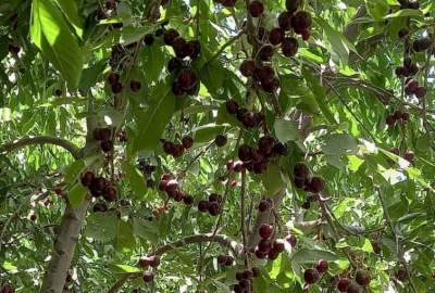 افزایش ۲۰ درصدی حاصلات میوه گیلاس در پروان