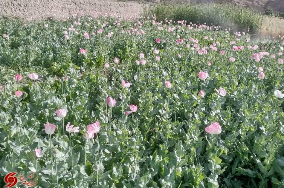Destruction of more than 11 acres of poppy cultivation land in Bamyan province