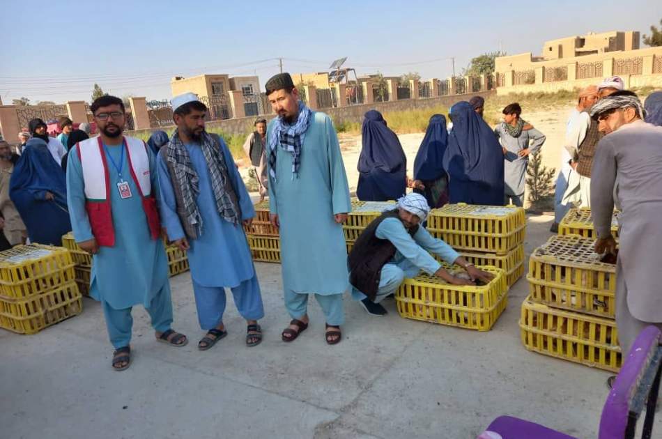 توزیع «مرغ تخمی» برای یک هزار خانواده در ولسوالی آقچه ولایت جوزجان