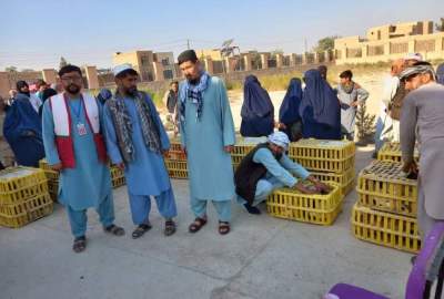 توزیع «مرغ تخمی» برای یک هزار خانواده در ولسوالی آقچه ولایت جوزجان