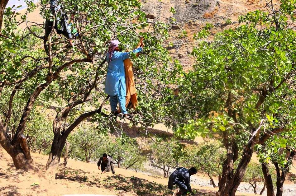 آغاز فصل برداشت پسته در بدخشان